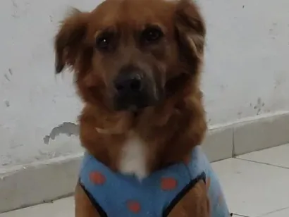 Cachorro raça SRD-ViraLata idade 2 anos nome Filhote