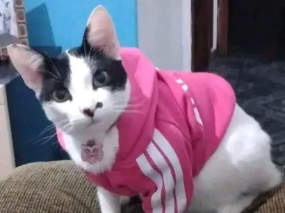 Gato raça Siamês idade 6 ou mais anos nome Cacau