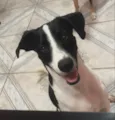 O macho se chama Alfy e a fêmea Mel