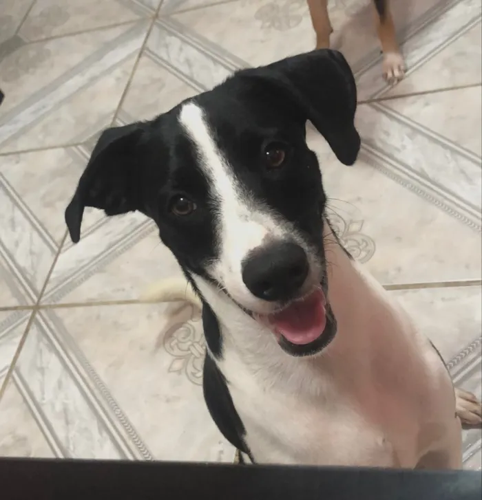 Cachorro raça SRD-ViraLata idade 2 anos nome O macho se chama Alfy e a fêmea Mel
