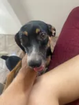O macho se chama Alfy e a fêmea Mel