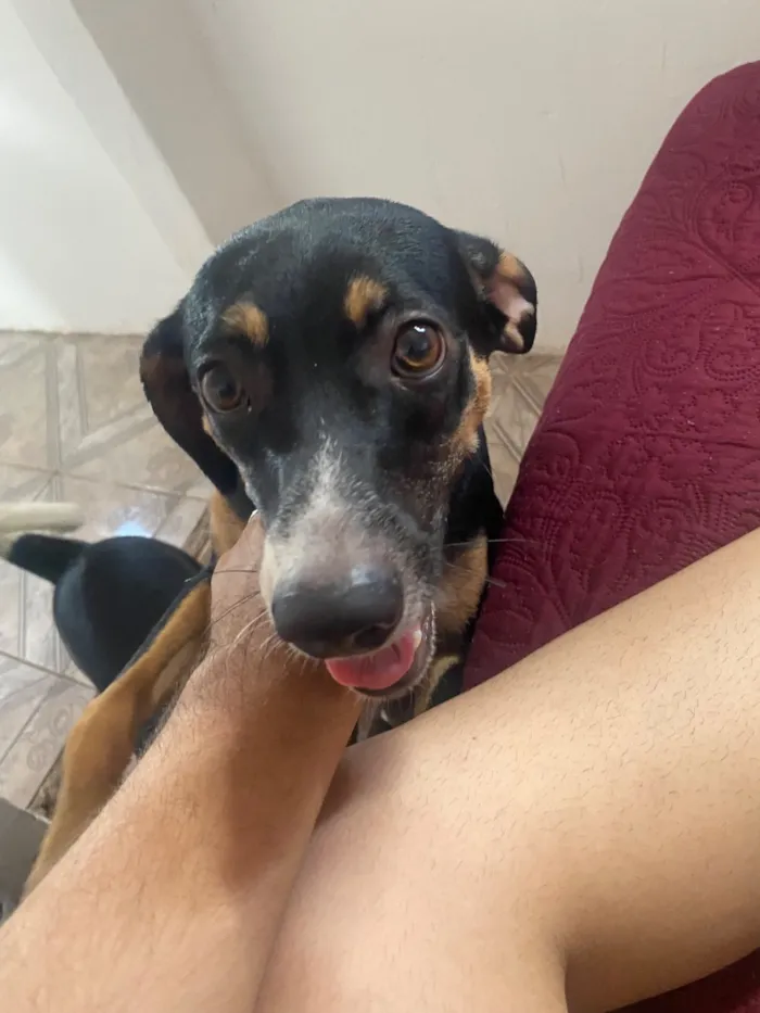 Cachorro raça SRD-ViraLata idade 2 anos nome O macho se chama Alfy e a fêmea Mel