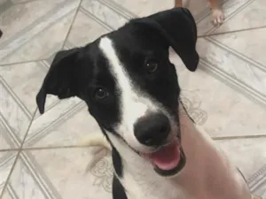 Cachorro raça SRD-ViraLata idade 2 anos nome O macho se chama Alfy e a fêmea Mel