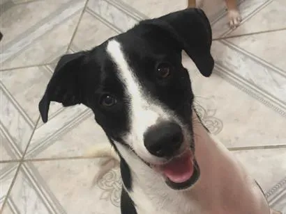 Cachorro raça SRD-ViraLata idade 2 anos nome O macho se chama Alfy e a fêmea Mel
