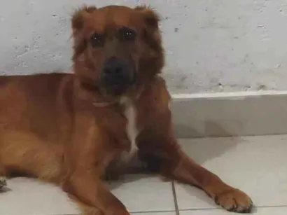 Cachorro raça SRD-ViraLata idade 2 anos nome Filhote