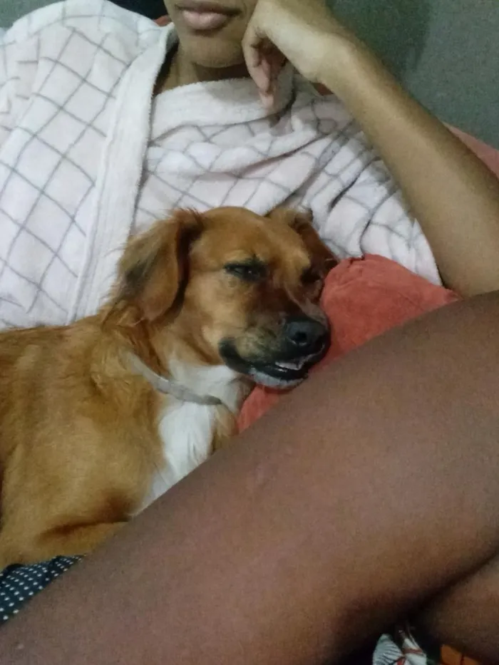 Cachorro raça SRD-ViraLata idade 3 anos nome dezari