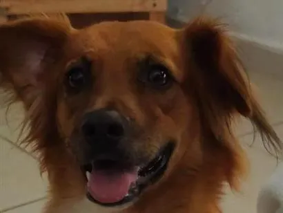 Cachorro raça SRD-ViraLata idade 3 anos nome dezari