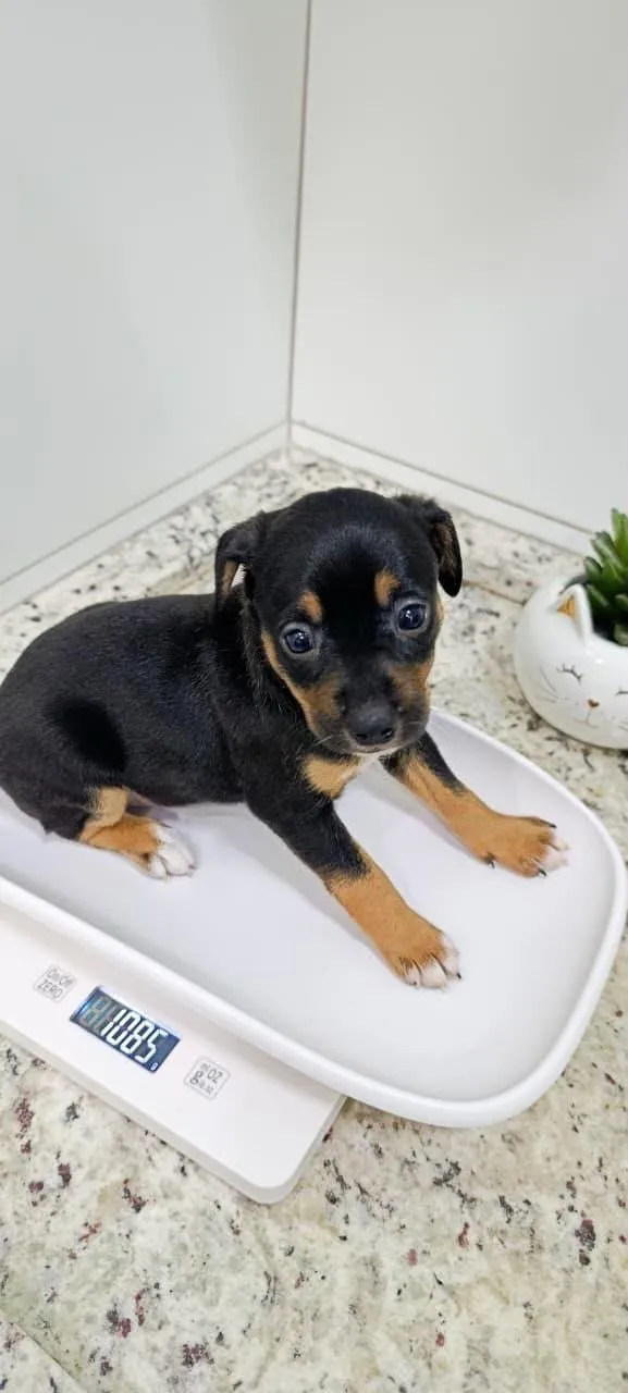 Cachorro raça SRD-ViraLata idade Abaixo de 2 meses nome Bidu, Luke e Ninja