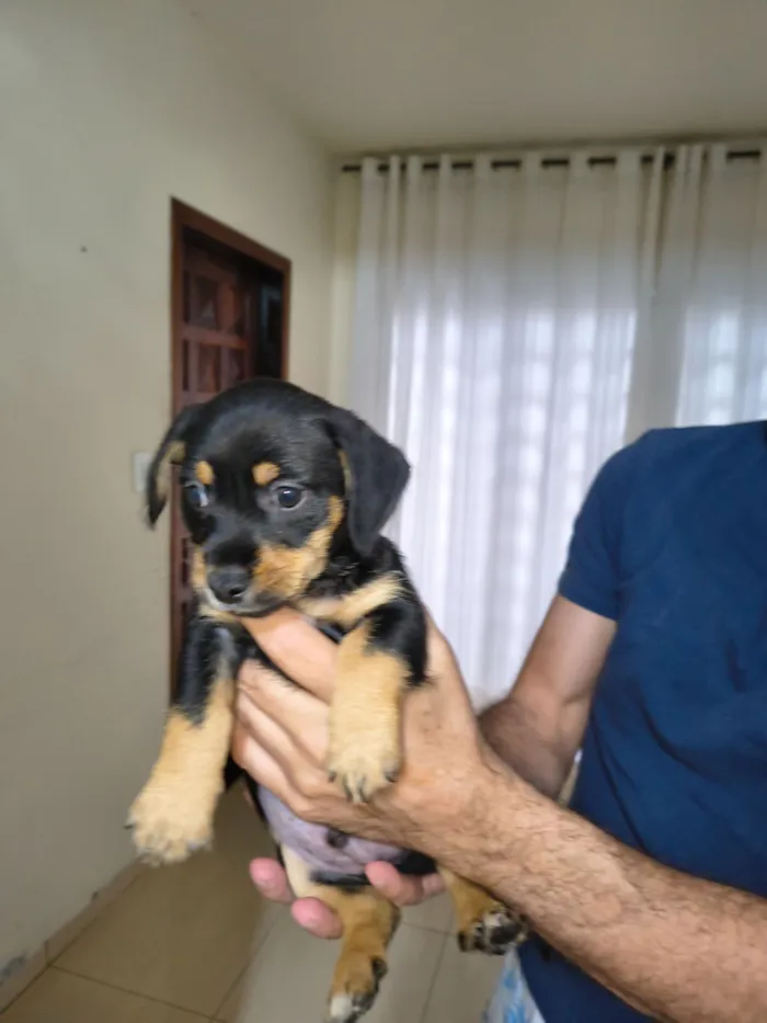 Cachorro raça SRD-ViraLata idade Abaixo de 2 meses nome Bidu, Luke e Ninja