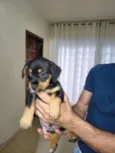 Bidu, Luke e Ninja