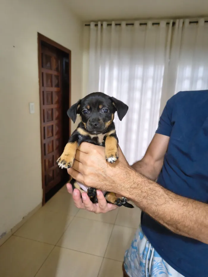 Cachorro raça SRD-ViraLata idade Abaixo de 2 meses nome Bidu, Luke e Ninja