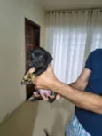 Bidu, Luke e Ninja