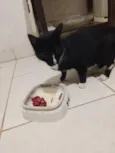 Mimi