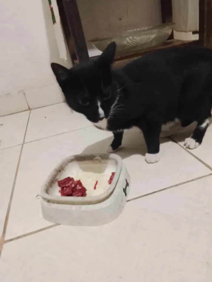 Gato raça SRD-ViraLata idade 6 ou mais anos nome Mimi