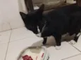 Mimi