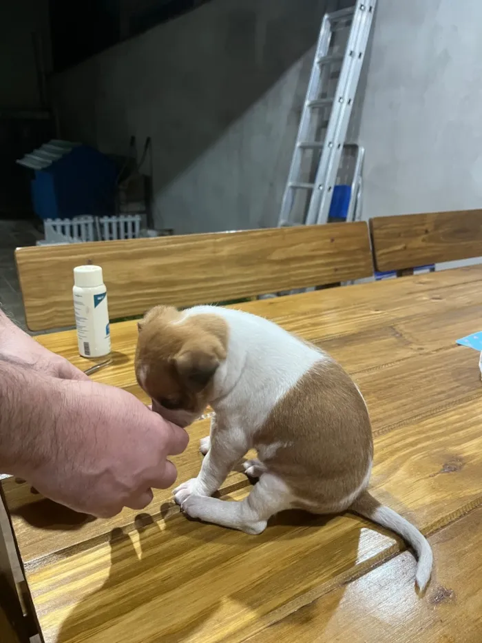 Cachorro raça SRD-ViraLata idade Abaixo de 2 meses nome Sem nome