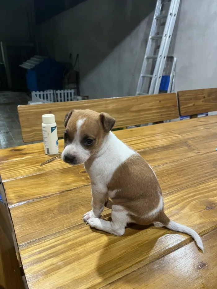 Cachorro raça SRD-ViraLata idade Abaixo de 2 meses nome Sem nome