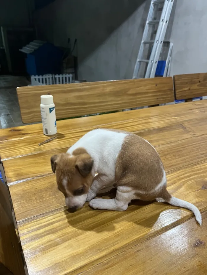 Cachorro raça SRD-ViraLata idade Abaixo de 2 meses nome Sem nome