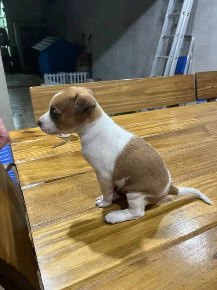 Cachorro raça SRD-ViraLata idade Abaixo de 2 meses nome Sem nome