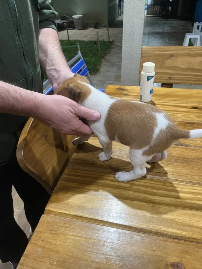 Cachorro raça SRD-ViraLata idade Abaixo de 2 meses nome Sem nome