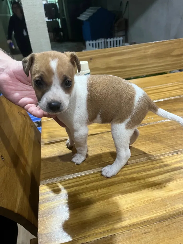 Cachorro raça SRD-ViraLata idade Abaixo de 2 meses nome Sem nome