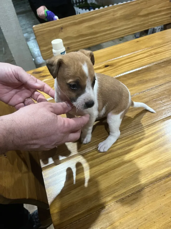 Cachorro raça SRD-ViraLata idade Abaixo de 2 meses nome Sem nome