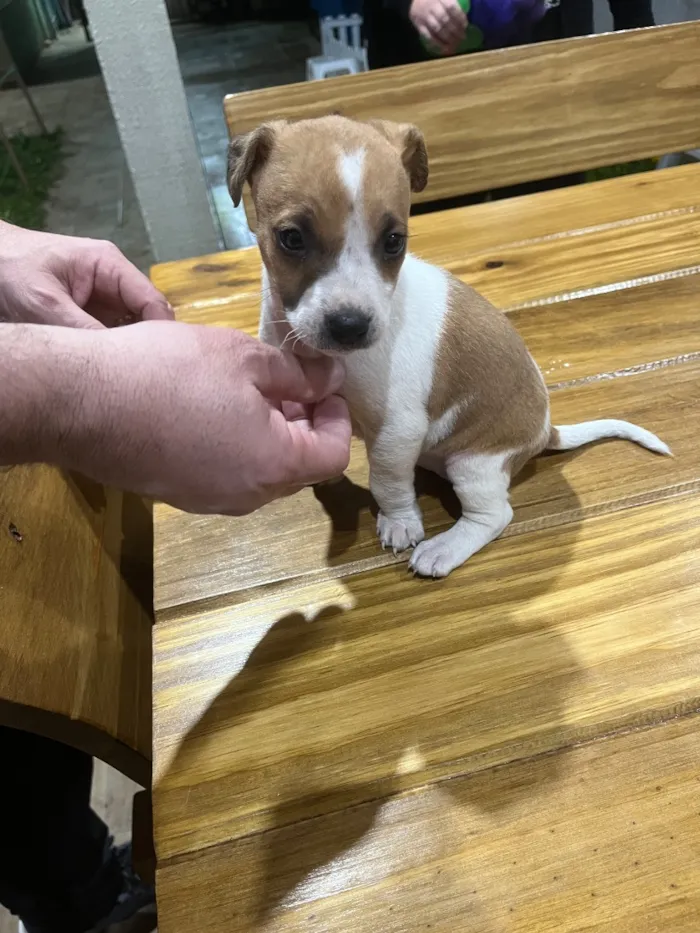 Cachorro raça SRD-ViraLata idade Abaixo de 2 meses nome Sem nome