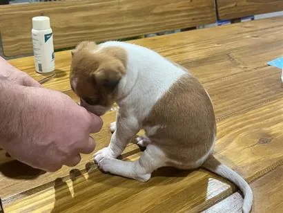 Cachorro raça SRD-ViraLata idade Abaixo de 2 meses nome Sem nome