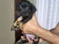 Bidu, Luke e Ninja
