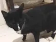 Mimi