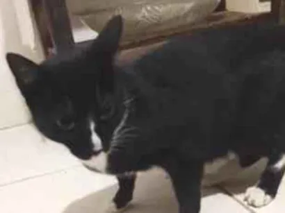 Gato raça SRD-ViraLata idade 6 ou mais anos nome Mimi