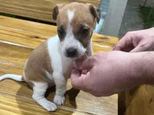 Cachorro raça SRD-ViraLata idade Abaixo de 2 meses nome Sem nome