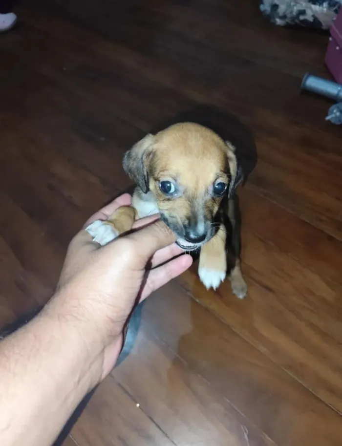 Cachorro raça SRD-ViraLata idade Abaixo de 2 meses nome Bingo