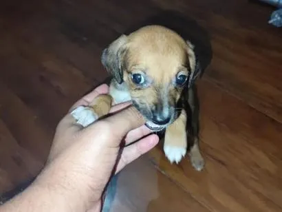Cachorro raça SRD-ViraLata idade Abaixo de 2 meses nome Bingo