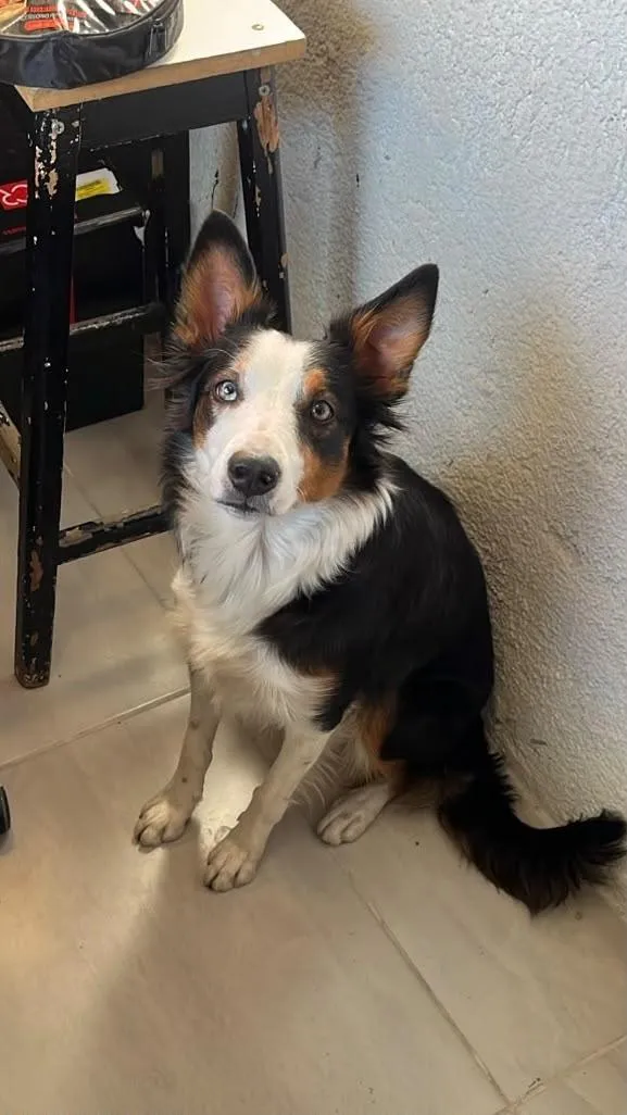 Cachorro raça SRD-ViraLata idade 1 ano nome Nix