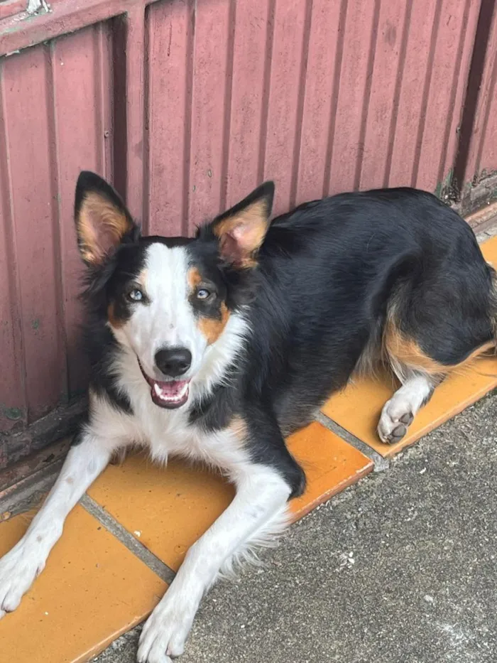 Cachorro raça SRD-ViraLata idade 1 ano nome Nix