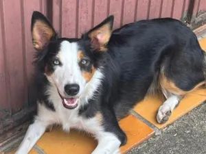 Cachorro raça SRD-ViraLata idade 1 ano nome Nix