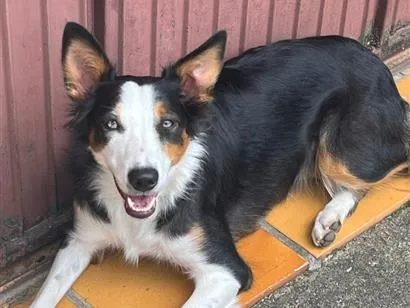 Cachorro raça SRD-ViraLata idade 1 ano nome Nix