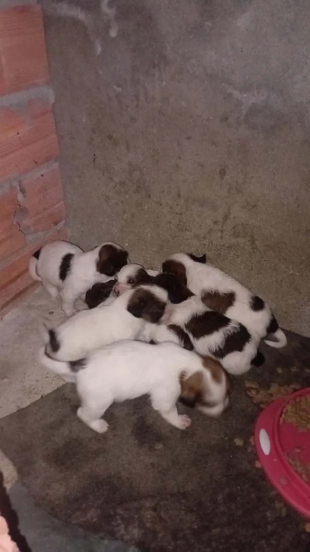 Cachorro raça Shitzu idade Abaixo de 2 meses nome Eles e Elas