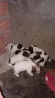 Eles e Elas