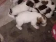 Eles e Elas