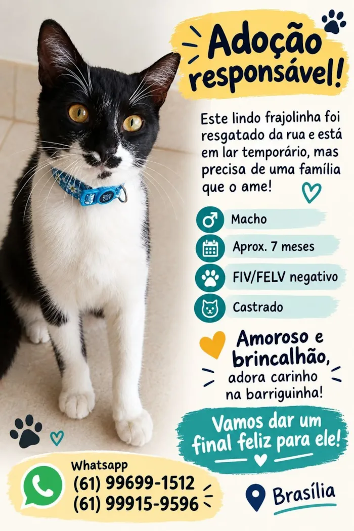 Gato raça SRD-ViraLata idade 7 a 11 meses nome Chico