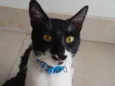 Chico
