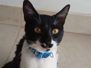 Gato raça SRD-ViraLata idade 7 a 11 meses nome Chico