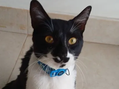 Gato raça SRD-ViraLata idade 7 a 11 meses nome Chico