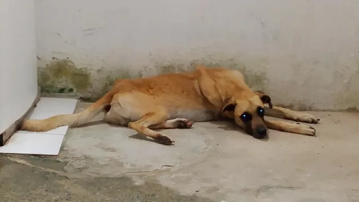 Cachorro raça SRD-ViraLata idade 2 anos nome Woody 