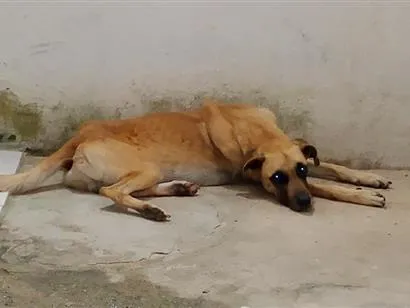Cachorro raça SRD-ViraLata idade 2 anos nome Woody 