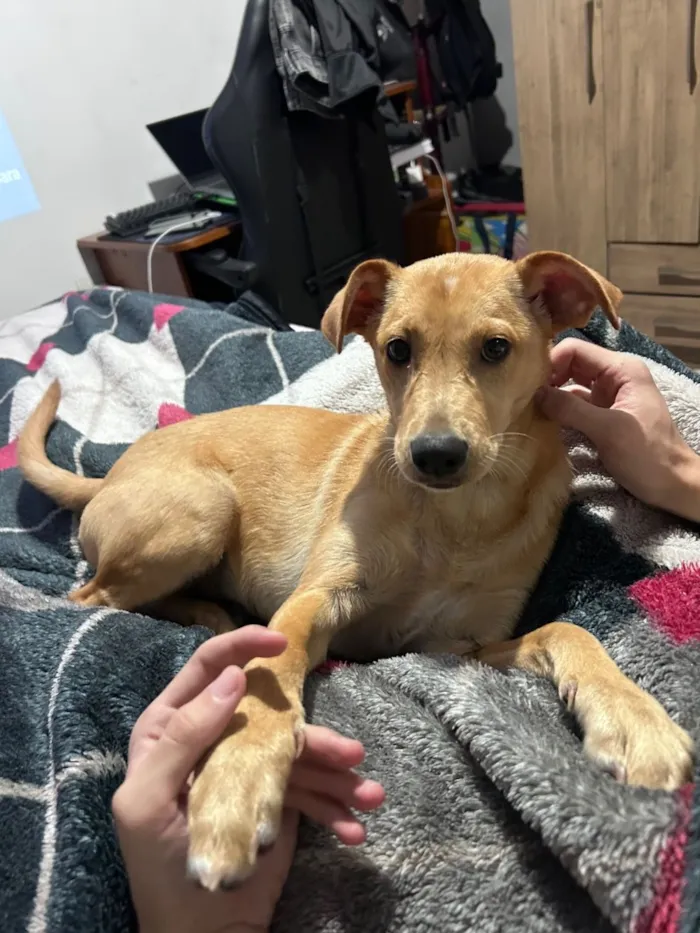 Cachorro raça SRD-ViraLata idade 7 a 11 meses nome Akira