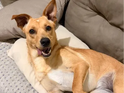 Cachorro raça SRD-ViraLata idade 7 a 11 meses nome Akira