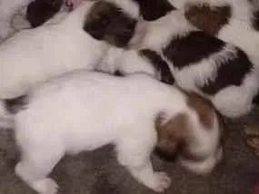 Cachorro raça Shitzu idade Abaixo de 2 meses nome Eles e Elas